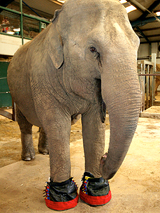 elephant wearing shoes